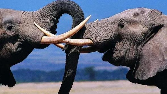 世界上最记仇的5种动物是什么？第五种天不怕地不怕