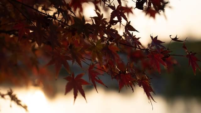 昆明|无锡一万平方的枫树林，成为初冬耀眼的红，超过100种枫树品种