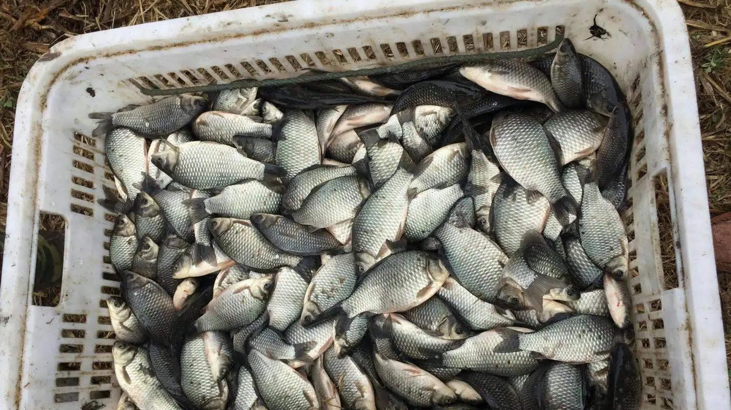 |冬季钓鱼用什么鱼饵挂钩效果最好？冬季钓鱼的钓饵排行榜