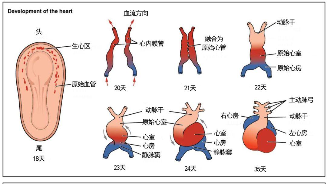 为什么心脏长在左边？