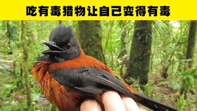 你不知道的冷知识！这7种动物身上的“特异功能”令人意想不到