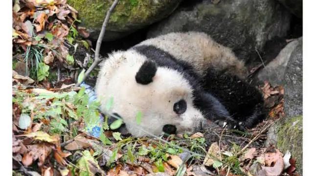 “萌兽”黄喉貂现身浙江九龙山！外形软萌可爱，真能猎杀野猪？