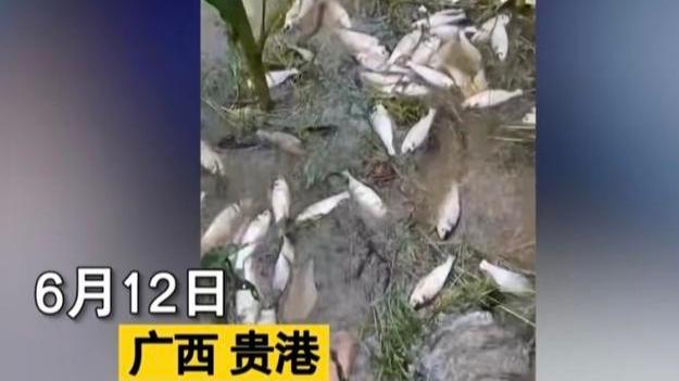 大雨过后广西女子以为玉米地被淹，跑去一看惊呼：这是下鱼了吧