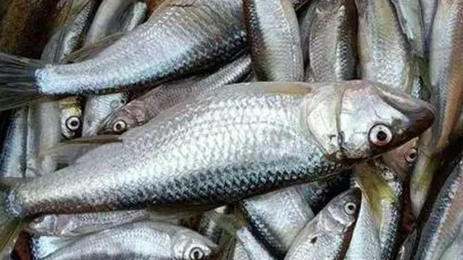 饵料|低温时节钓马口，做好这几点钓到你手软