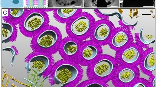 PNAS：清华大学欧光朔/李雪明合作发现新型生物结构“纳米毛”