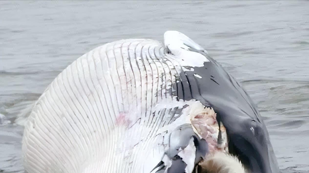 5大被冲上岸的深海怪物，每一个都前所未见！一起来了解一下