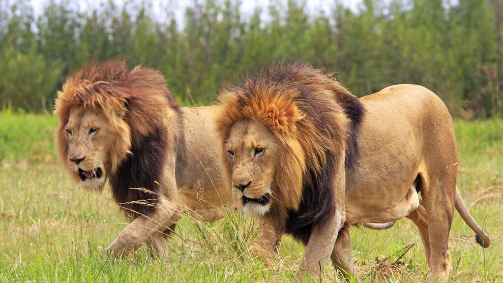 外国人最疯狂的动物实验，看看雄狮如何吃“人”