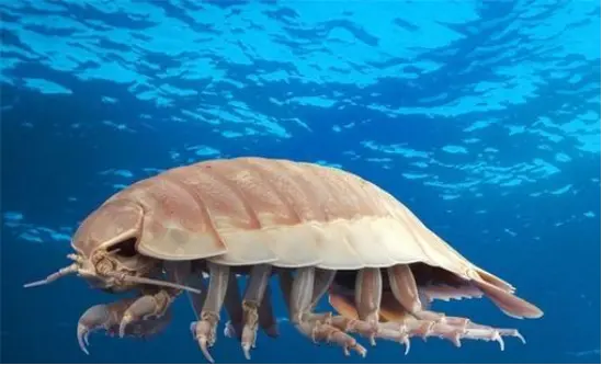 巨型尺寸的深海怪物，创造了绝食的世界纪录，不吃不喝最长可以存活5年