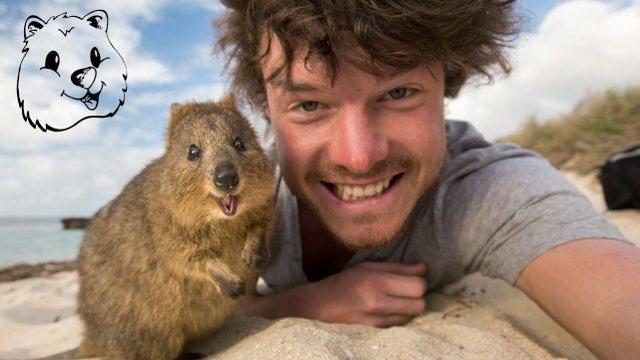 澳大利亚拍照达人短尾矮袋鼠，天生笑脸，喜欢和人类自拍