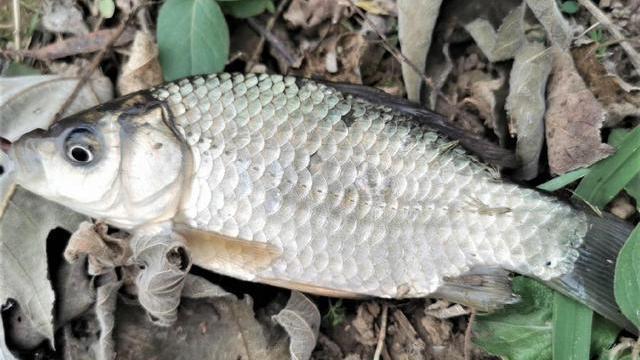 |初秋钓鱼需牢记3句爆护口诀，避开3种空军天气、2种空军钓位