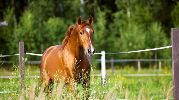 为什么人和马的发情期长度不同？