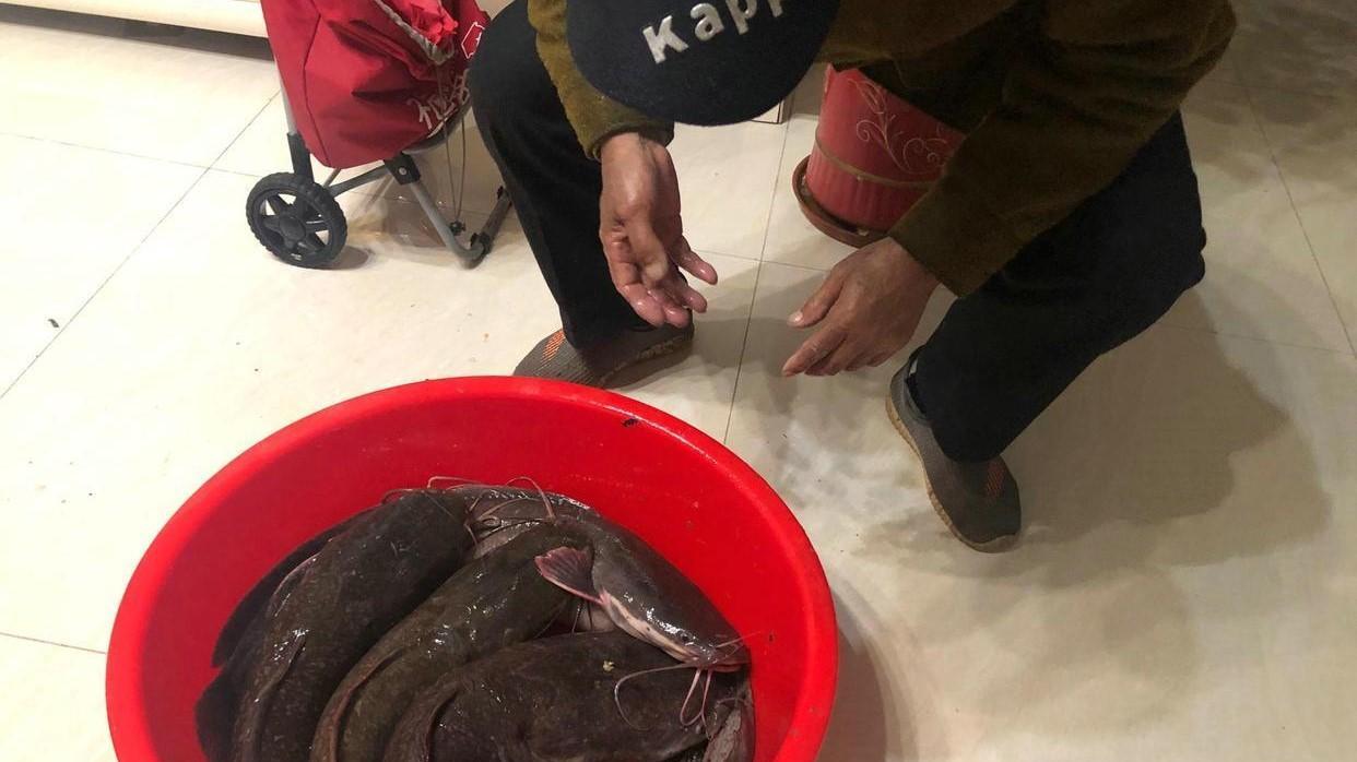 饵料|老人河沟里钓到数条大鱼，带回家却被儿媳扔掉，儿子还帮媳妇说话