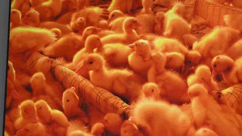 Mini LED|过来人经验！选98寸电视满足三个条件可闭眼入，可惜知道的人不多