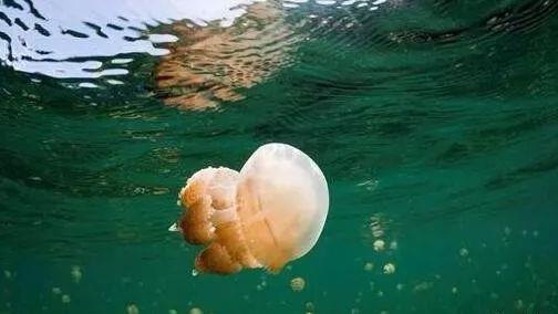 数百万水母的湖，每十年会气候异常，水母大量死亡，但又神奇恢复