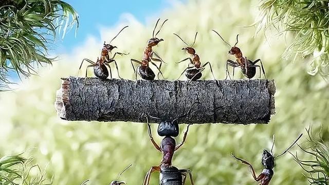 蚂蚁世界也是地球文明之一？相较于蚂蚁，难怪人类发现不了超级文明