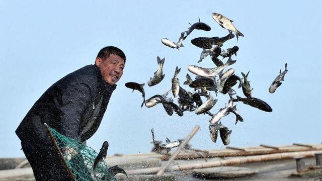 时隔40年！浙江安吉重现大规模鱼群，太湖鱼怎么到安吉去了？