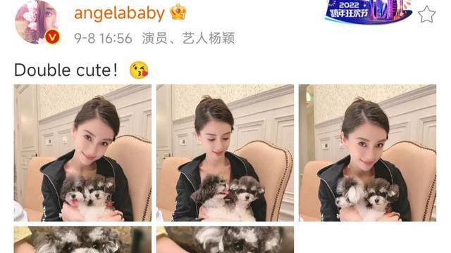 Angelababy|杨颖更新动态，为小海绵准备新宠物，已经搬离紧邻东方明珠豪宅？