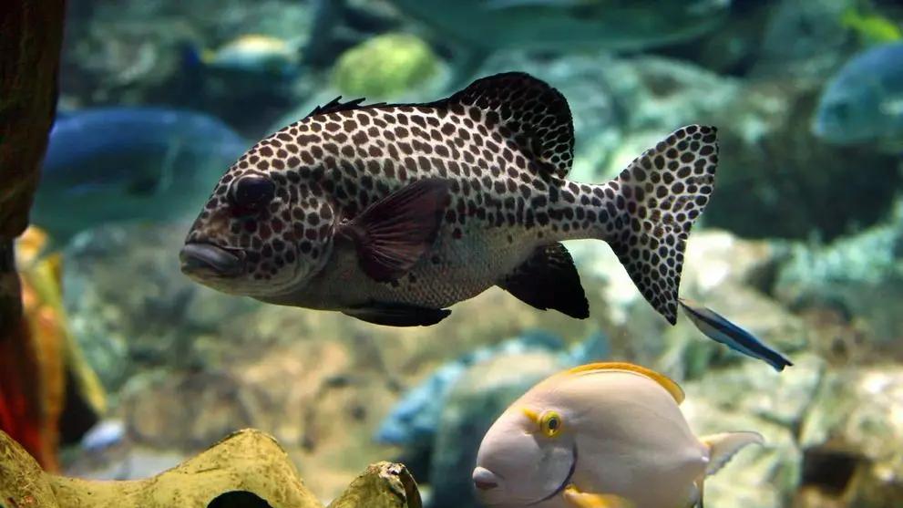 地球上最原始的海洋生物——鱼鳞鱼