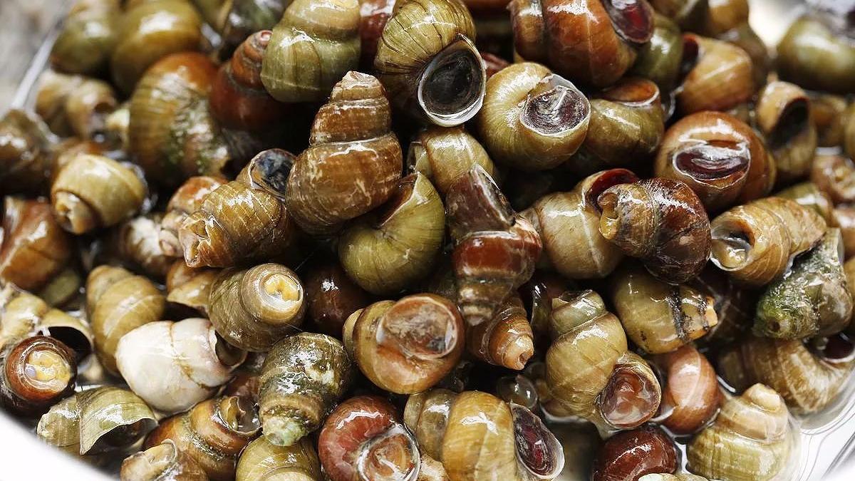 饵料|钓鱼10年才知道，这五种藏在水里的万能饵，专钓大物还不花钱