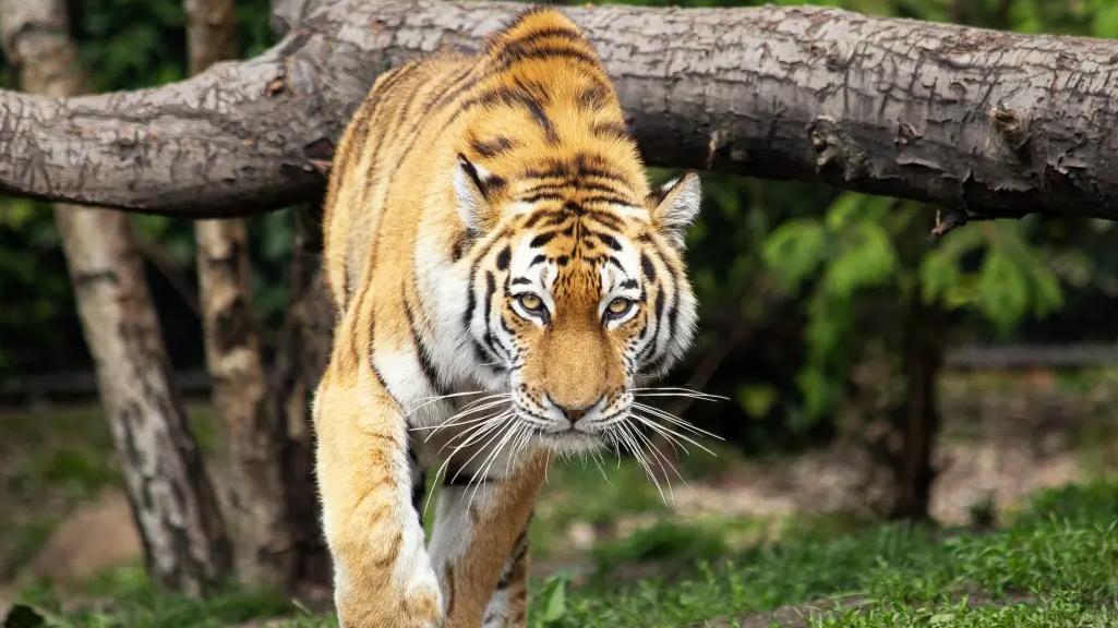 年少不知软饭香，14岁雌虎试图与6岁雄虎交配，却惨被咬死