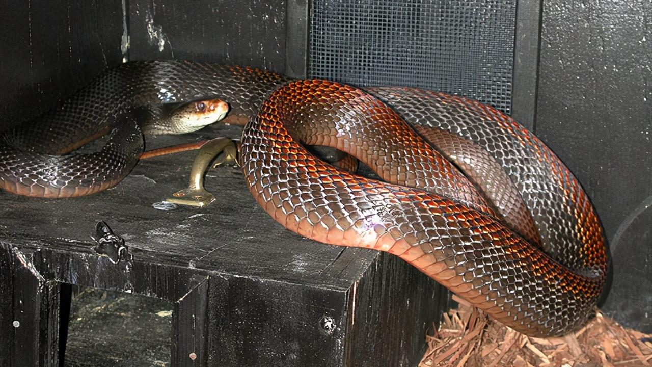 毒王诞生之地，亦是顶级\眼镜蛇科家族\林立之所