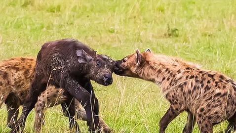 “掏肛哥”斑鬣狗为何热衷于掏肛？动物被掏肛时为何原地不动？