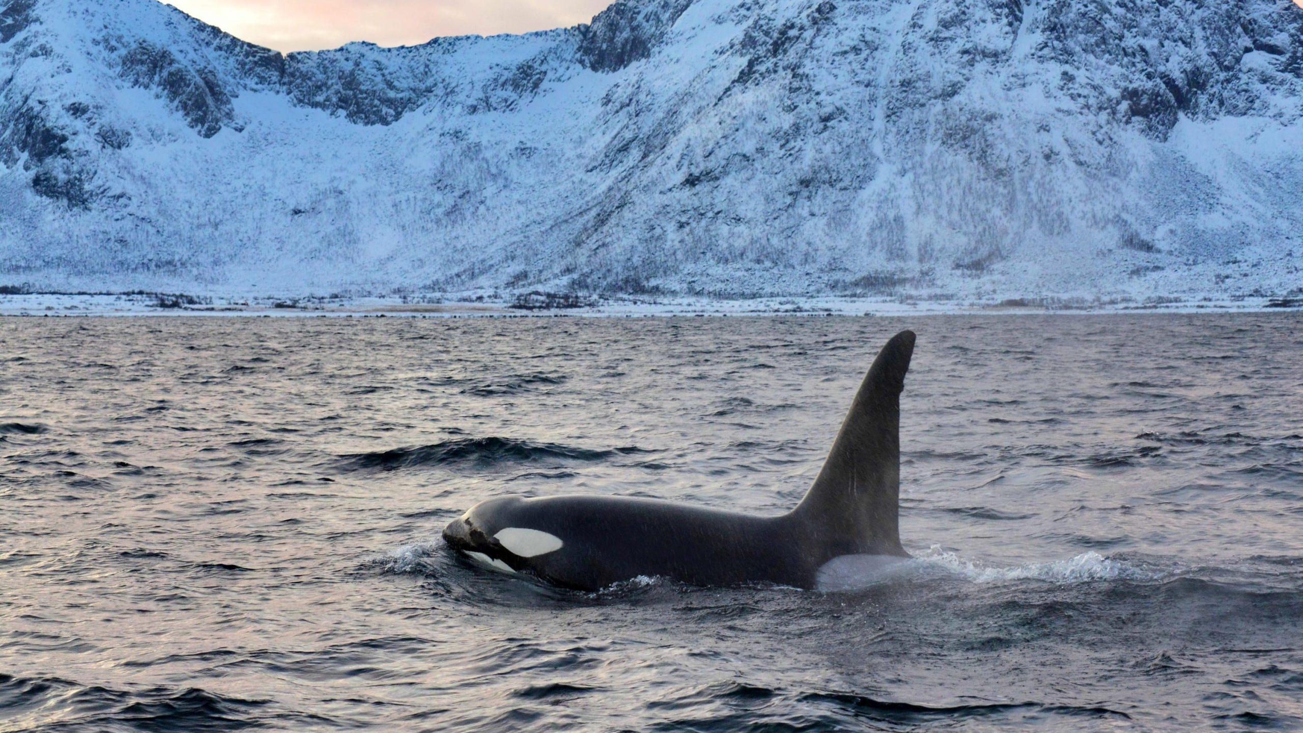 科学家通过对脂肪的解读发现虎鲸种群正在入侵北极