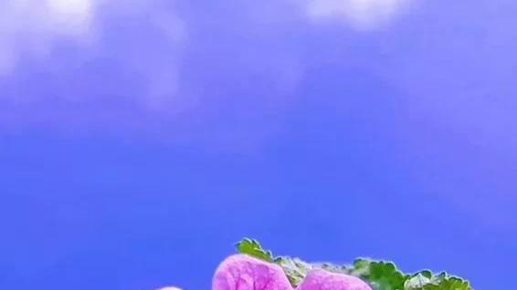 教师|今年师范报考和教师招聘均比往年火爆，特殊时期造就特别竞争情形