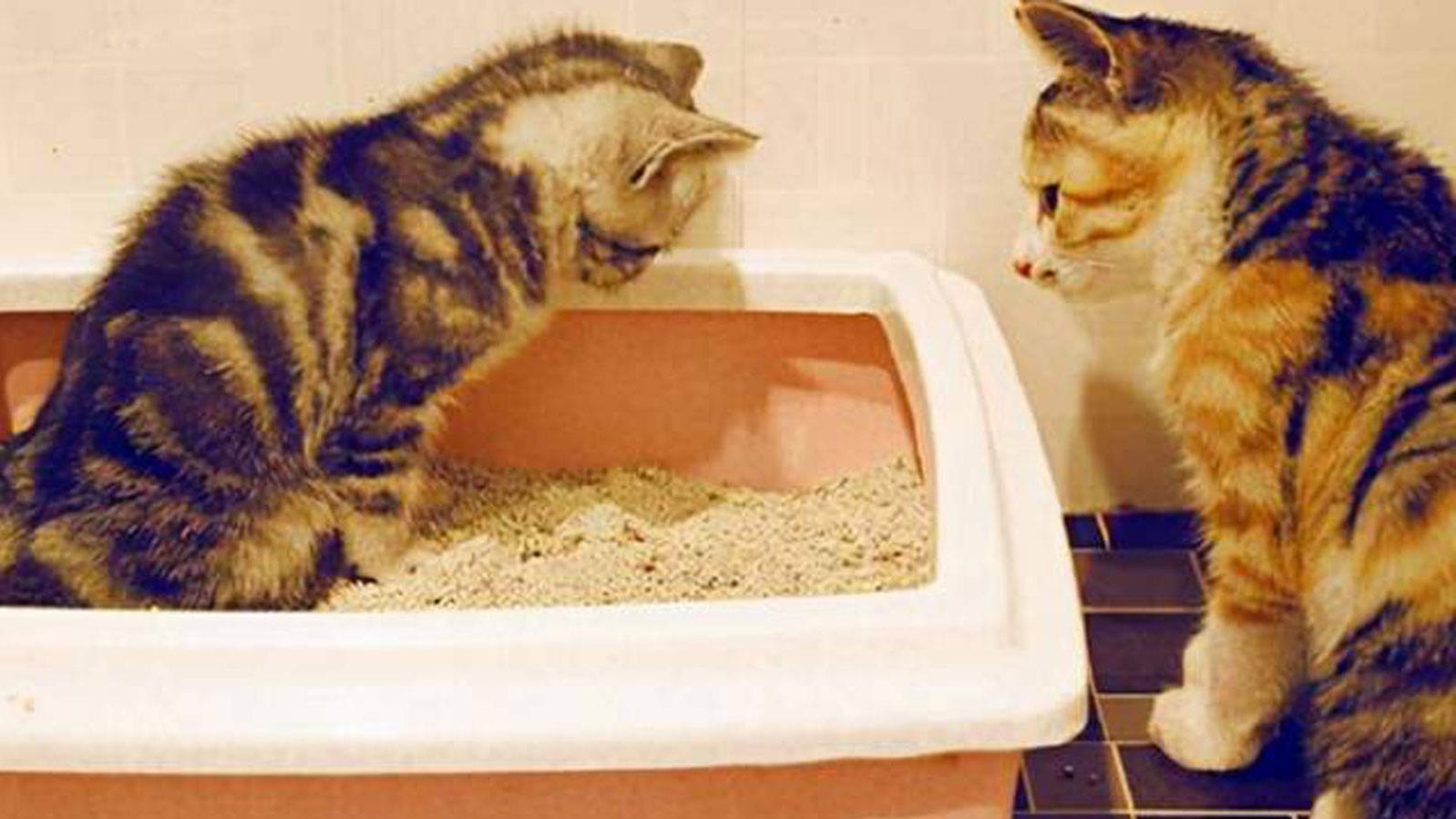 猫为什么会埋掉自己的便便：三个科学的答案在这里