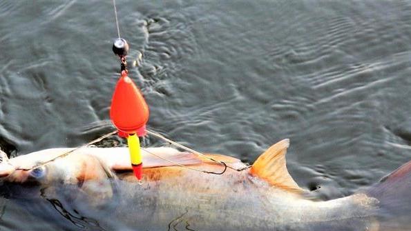 饵料|夏季钓鱼怎样才能钓到更多的鲢鳙？掌握这些技巧，半小时装满鱼护