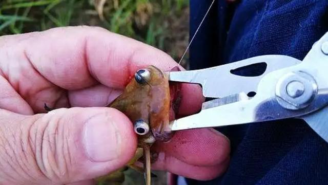 |秋季垂钓黄辣丁，“爆护期”还剩几十天，抓准时机渔获更有保障