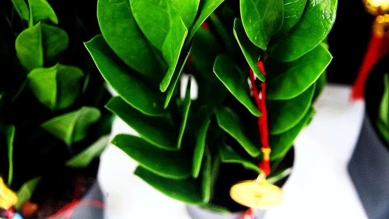 3种“吉祥花”，适合室内养，一帆风顺鸿运当头，日子越过越红火