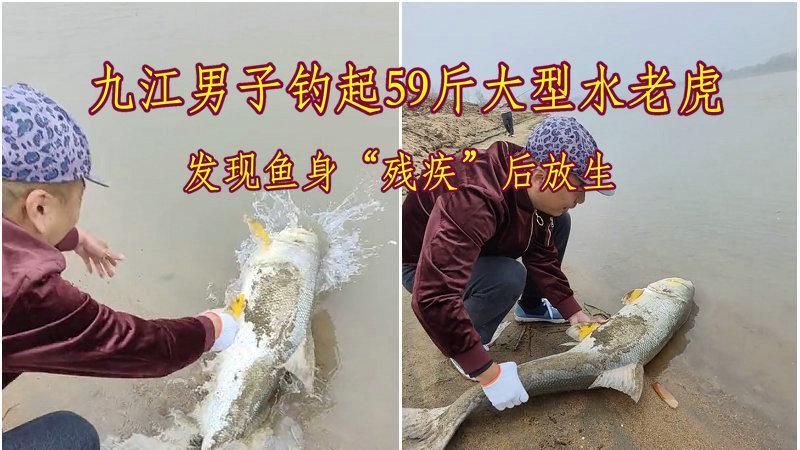 |江西钓友钓起59斤“残疾水老虎”后放生，却惹来嘲讽