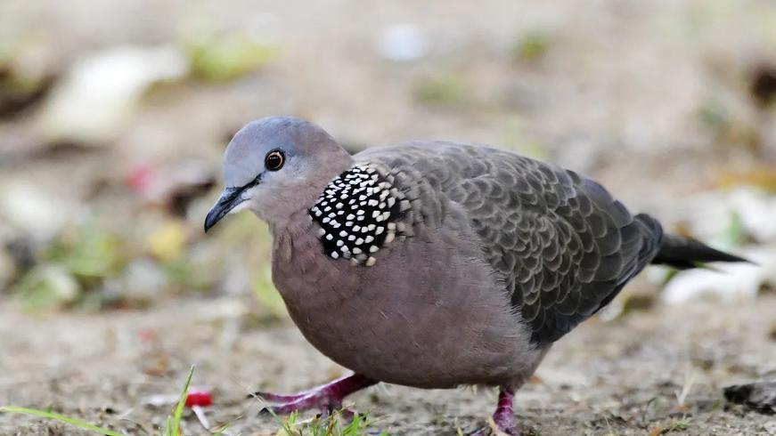 鸠占鹊巢是对斑鸠最大的误解！为何说吃斑鸠危害很大？