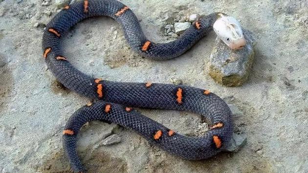 盘点全国“毒蛇种类”最多的省份，都有哪些毒蛇？