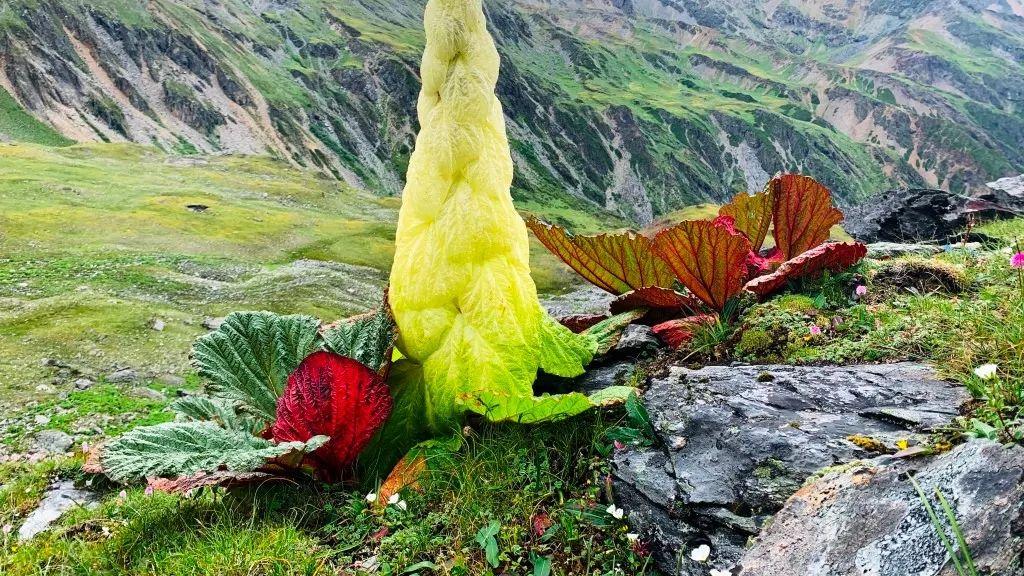 云南|川藏线上的“大白菜”为什么没人敢摘？老司机：摘了你就摊上大事了