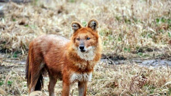 祁连山出现的“红狗”是什么动物？位居猛兽之首，敢猎杀老虎？