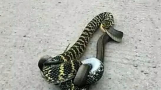 无毒蛇为何这么凶猛？看看菜花蛇的实力，和眼镜王蛇比谁更胜一筹
