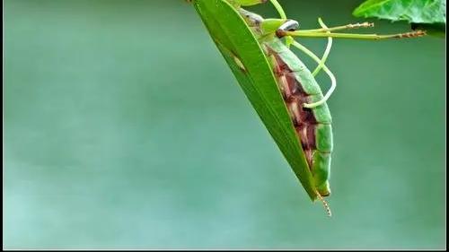 你见过这样的螳螂吗？
