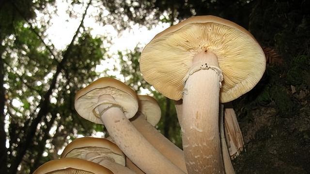 原神：须弥巨大蘑菇真的存在！科普：世界上最大的生物，是蘑菇
