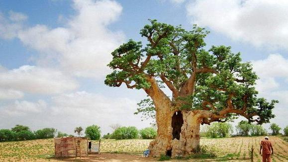猴面包树寿命达5000年，能吃能喝又能住，为何引进中国却大变样？