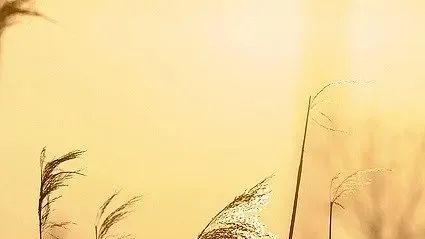 莽山|这里有最美的芦苇秋色，就差你了！