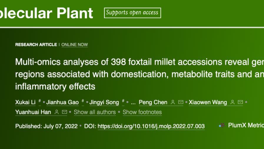 Mol Plant（IF=21.949)｜重测序、转录组、代谢组多组学联合分析揭示谷子驯化选择