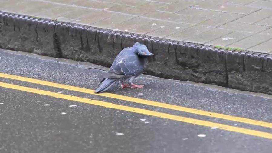 街头出现的奇怪鸽子是怎么回事？