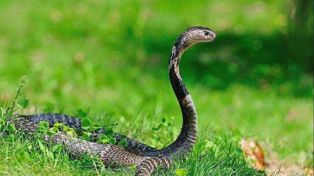为啥人类天生就害怕“蛇”这种动物？科学家在婴儿身上找到答案