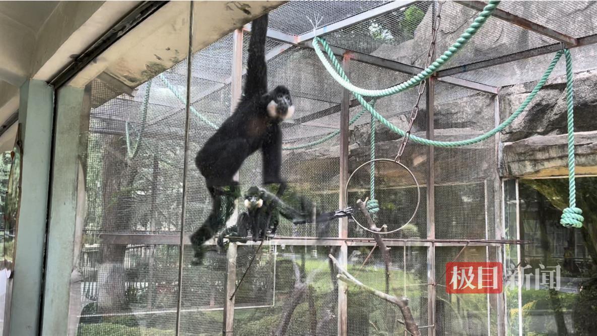 “南宁动物园没有正经动物”，冲上热搜，专家揭秘幕后原因