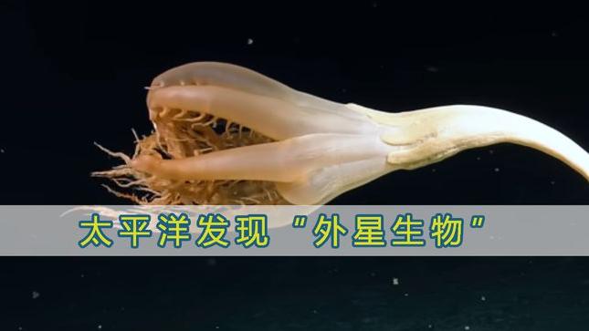 是动物还是植物？太平洋底发现2米长的神秘生物，外形太独特了！