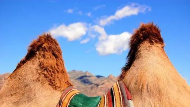 很少听说骆驼被食肉动物捕杀，是没有天敌，还是因为其它？