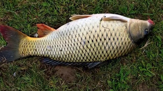 深水区|大暑前后，鱼情有变！再三忠告：大鱼在这4处“聚头”，别再选错