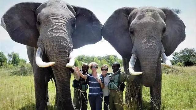 不稀罕！津巴布韦对500头大象痛下杀手，大象泛滥超出承载力2倍
